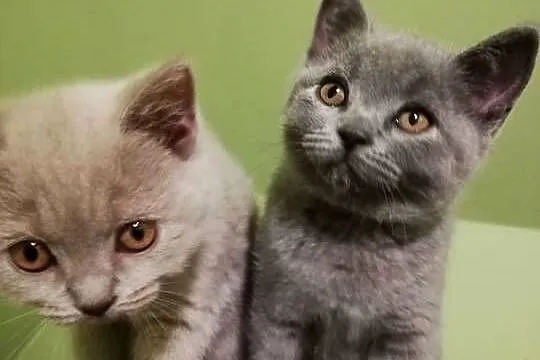 Kotek kotki Kot Brytyjski rodowodowy liliowe, Lubuskie, Brody