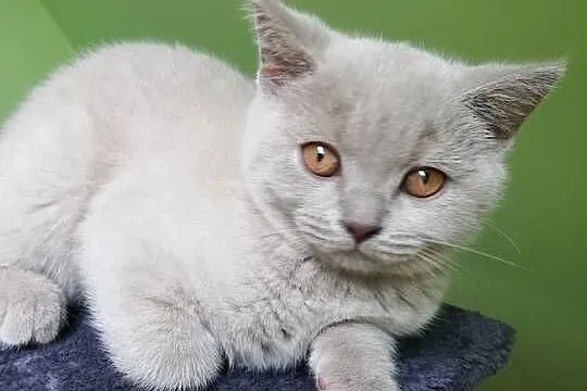 Kotek kotki Kot Brytyjski rodowodowy liliowe, Lubuskie, Brody