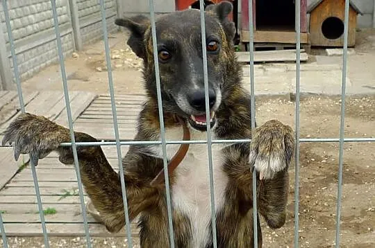 Arizonka-niezwykła piękność, delikatność___ DO ADO
