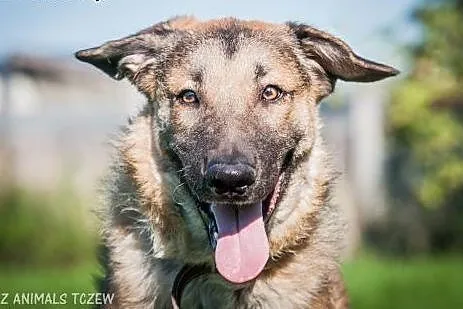 OTOZ Animals - Nero - roczny enegiczny owczarkowaty mieszaniec,  pomorskie Tczew