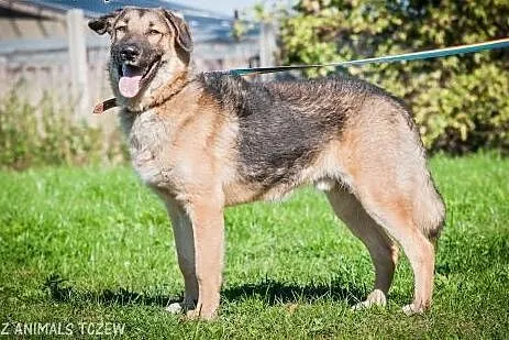 OTOZ Animals - Nero - roczny enegiczny owczarkowat