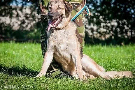 OTOZ Animals - Nero - roczny enegiczny owczarkowat