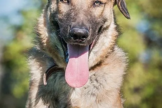 OTOZ Animals - Nero - roczny enegiczny owczarkowat