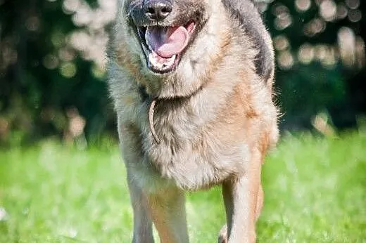 OTOZ Animals - Nero - roczny enegiczny owczarkowat