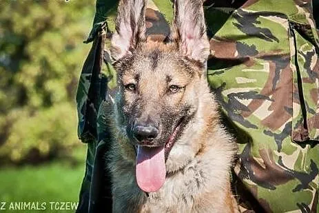 OTOZ Animals - Nero - roczny enegiczny owczarkowat