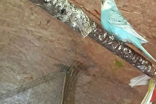 Sprzedam papugi faliste, Wielkopolskie, Gołuchów