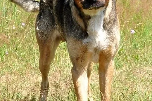 Miś Uszatek :),  warmińsko-mazurskie Olsztyn
