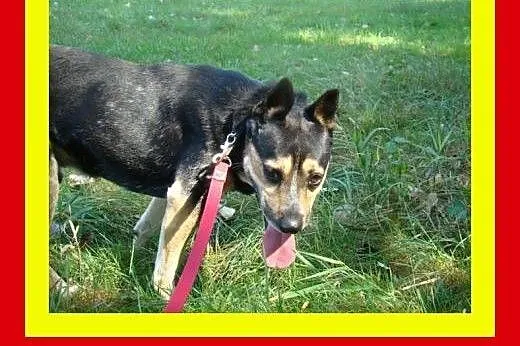 13kg,1.5roku,przytulaśny,czujny,wierny towarzysz,pies ARES,  dolnośląskie Wrocław