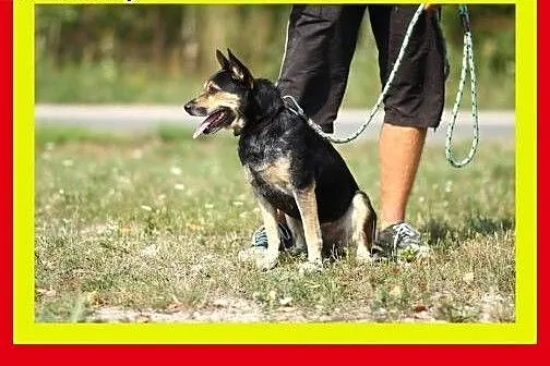 13kg,1.5roku,przytulaśny,czujny,wierny towarzysz,p
