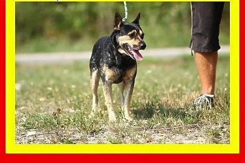 13kg,1.5roku,przytulaśny,czujny,wierny towarzysz,p