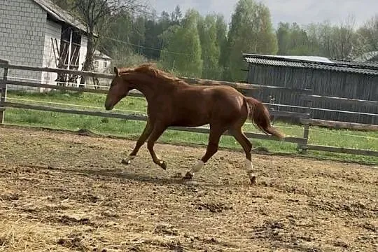 Sprzedam 2,5-letnią klacz!, , 