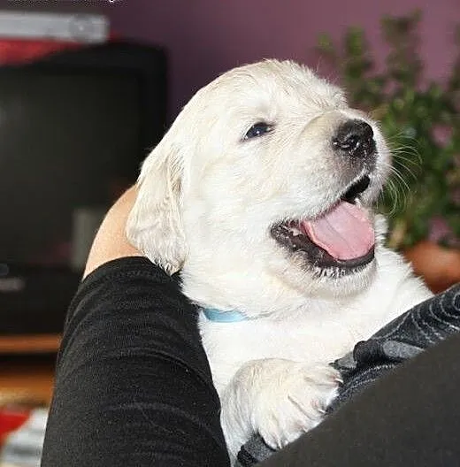Szczeniaczki golden retriever ZKWP/FCI, łódzkie