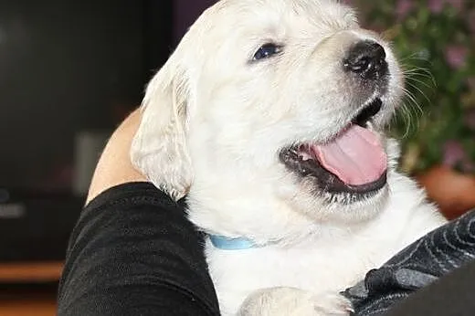 Szczeniaczki golden retriever ZKWP/FCI, łódzkie Bełchatów