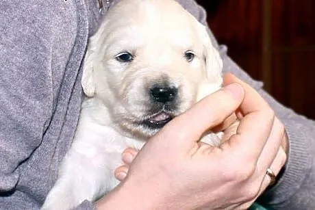 Szczeniaczki golden retriever  ZKWP/FCI,  łódzkie 