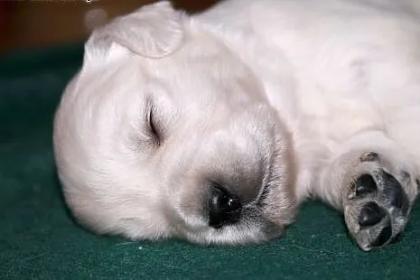 Szczeniaczki golden retriever  ZKWP/FCI,  łódzkie 