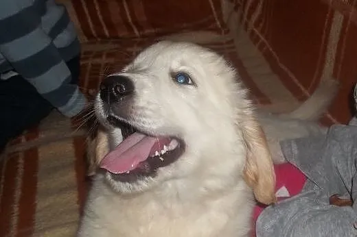 Szczeniaczki golden retriever  ZKWP/FCI,  łódzkie 
