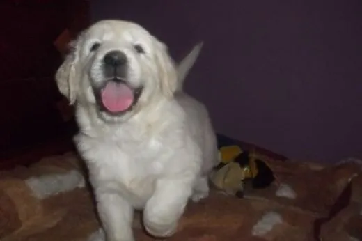 Szczeniaczki golden retriever  ZKWP/FCI,  łódzkie 
