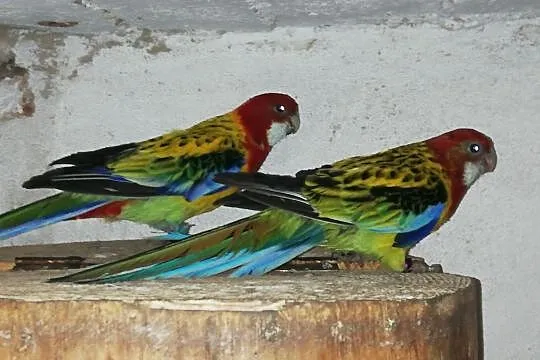 Sprzedam papugi , dorosłą parę Rozelli Gold-Mentel, Śląskie, Rybnik