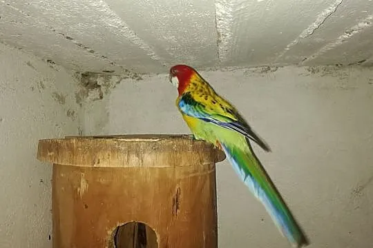 Sprzedam papugi , dorosłą parę Rozelli Gold-Mentel, Śląskie, Rybnik