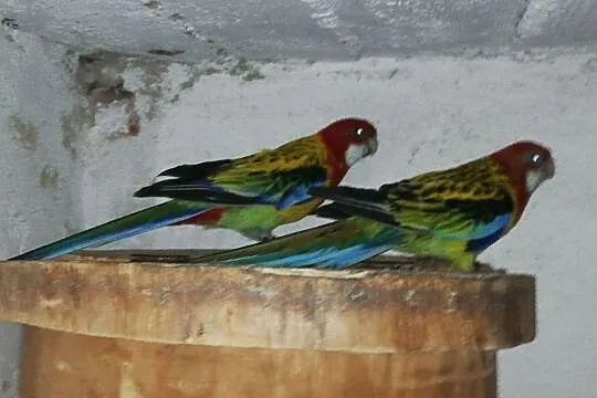 Sprzedam papugi , dorosłą parę Rozelli Gold-Mentel, Śląskie, Rybnik