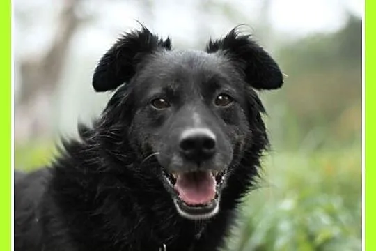 Średni 15 kg, 5 lat,grzeczny,kontaktowy,przyjazny pies CZARLI_Adopcja_