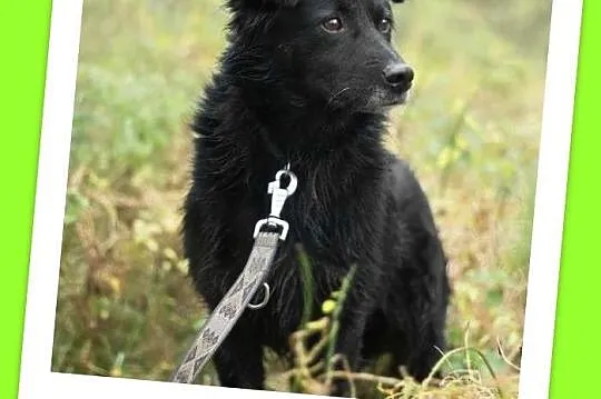 Średni 15 kg, 5 lat,grzeczny,kontaktowy,przyjazny 