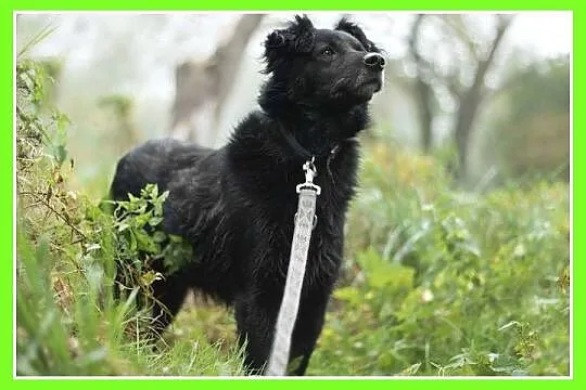 Średni 15 kg, 5 lat,grzeczny,kontaktowy,przyjazny 