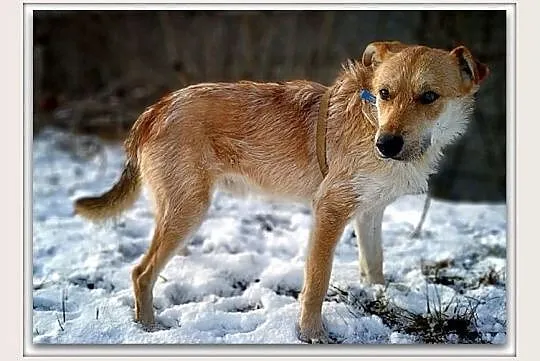 RUDY,1,5roku,średni,łagodny,wesoły,szczepiony piesek.ADOPCJA