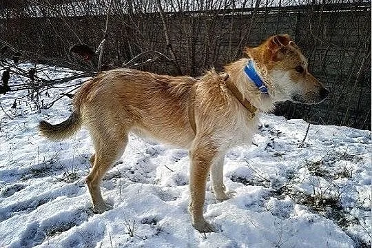RUDY,1,5roku,średni,łagodny,wesoły,szczepiony piesek.ADOPCJA, Mazowieckie, Warszawa