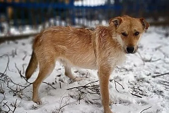 RUDY,1,5roku,średni,łagodny,wesoły,szczepiony piesek.ADOPCJA, Mazowieckie, Warszawa
