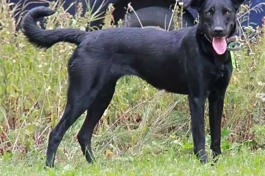 Bipi młoda wspaniała sunia poleca się do adopcji daj jej domek,  Kundelki cała Polska
