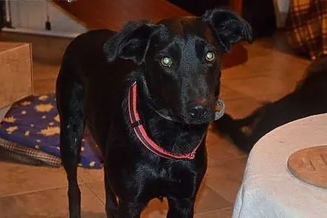 Bipi młoda wspaniała sunia poleca się do adopcji d