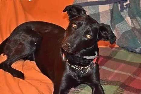 Bipi młoda wspaniała sunia poleca się do adopcji d