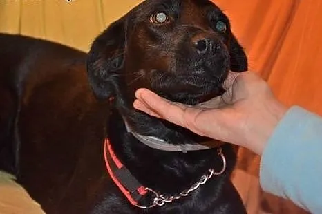 Bipi młoda wspaniała sunia poleca się do adopcji d