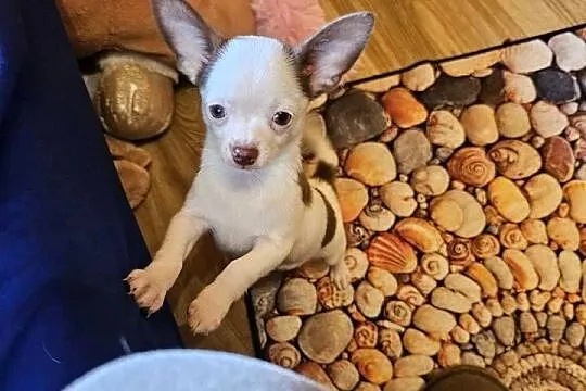 Chihuahua jedyny taki piesek mądry Całuśny Rodowód FCI  @