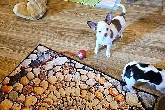 Chihuahua jedyny taki piesek mądry Całuśny Rodowód FCI  @, Zachodniopomorskie, Kołobrzeg
