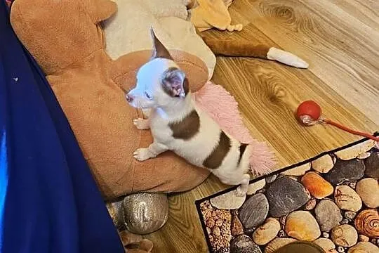 Chihuahua jedyny taki piesek mądry Całuśny Rodowód FCI  @, Zachodniopomorskie, Kołobrzeg
