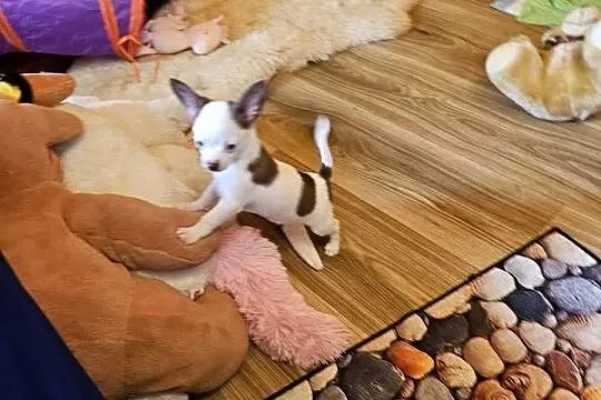 Chihuahua jedyny taki piesek mądry Całuśny Rodowód FCI  @, Zachodniopomorskie, Kołobrzeg
