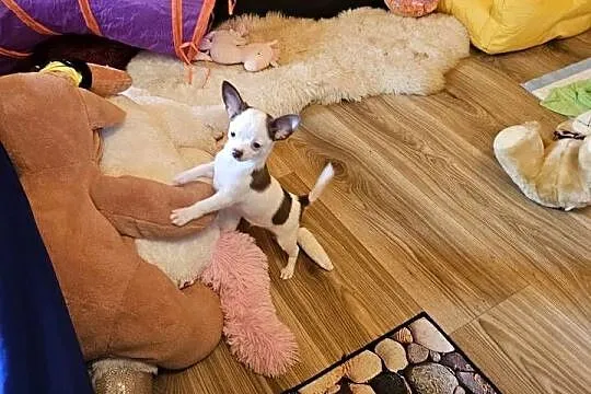 Chihuahua jedyny taki piesek mądry Całuśny Rodowód FCI  @, Zachodniopomorskie, Kołobrzeg