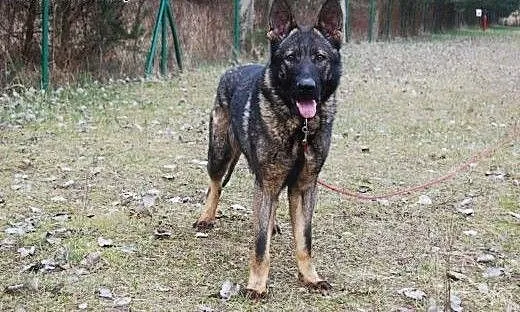 Roczny, przepiękny owczarek Ares pilnie potrzebuje