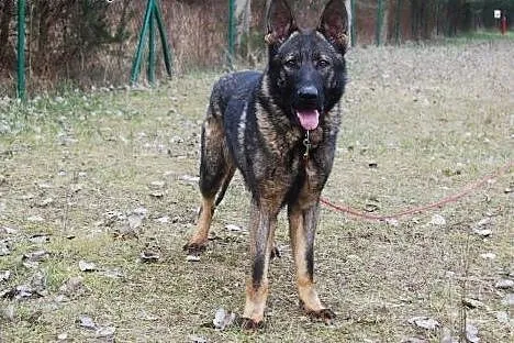 Roczny, przepiękny owczarek Ares pilnie potrzebuje