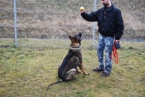 Roczny, przepiękny owczarek Ares pilnie potrzebuje