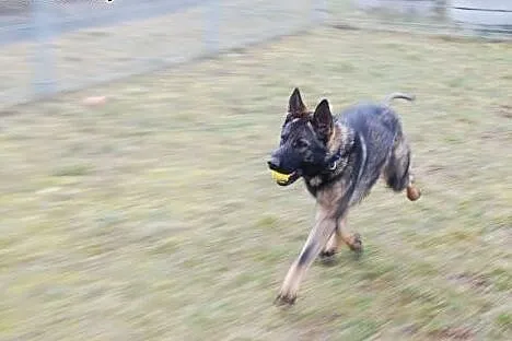 Roczny, przepiękny owczarek Ares pilnie potrzebuje