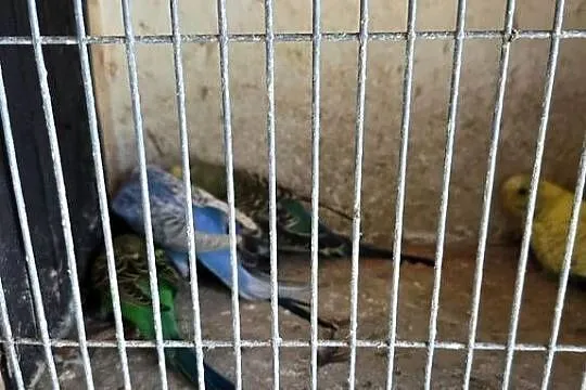 Sprzedam papugi, Wielkopolskie, Konin
