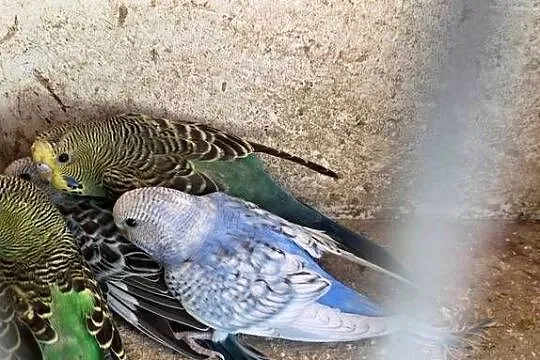 Sprzedam papugi, Wielkopolskie, Konin