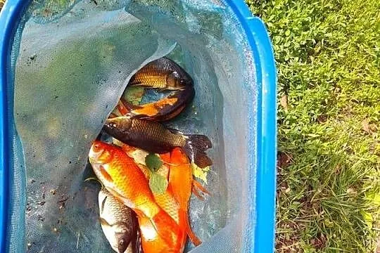 Żywe ryby węgorz Amur.jesiotr sum. Karaś kolorowy ozdobny, Wielkopolskie, Konin