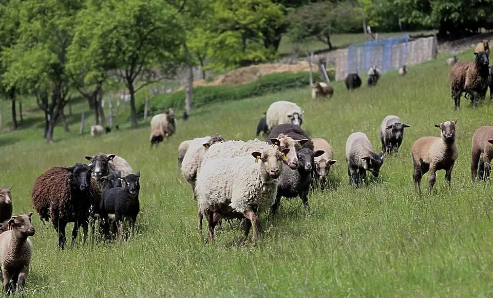 Owce rasy Shetland, Śląskie, Dzięgielów