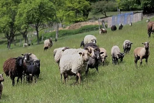 Owce rasy Shetland, Śląskie, Dzięgielów