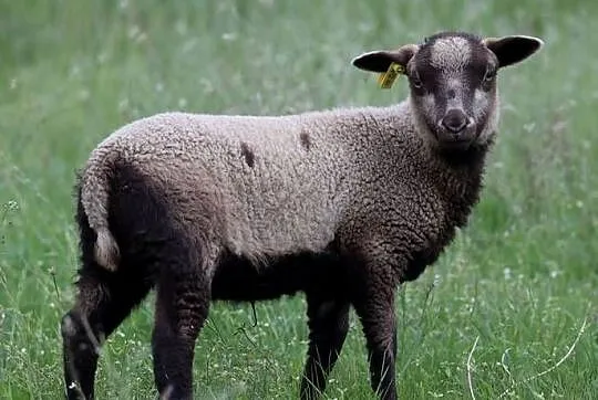 Owce rasy Shetland, Śląskie, Dzięgielów
