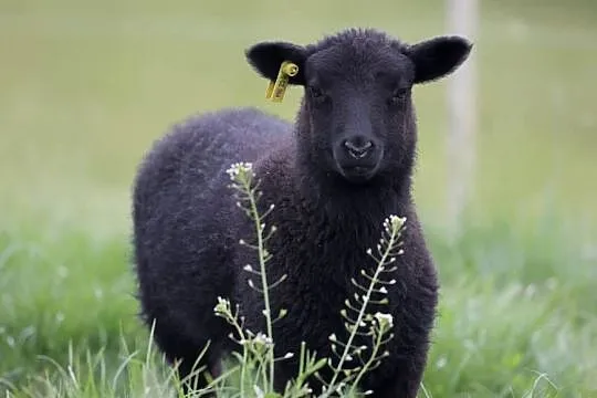 Owce rasy Shetland, Śląskie, Dzięgielów
